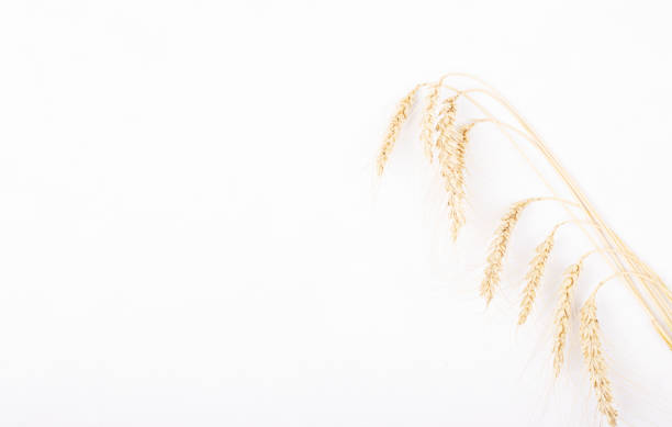 istock dry wheat ears isolated on a white background, space for text 1292782216