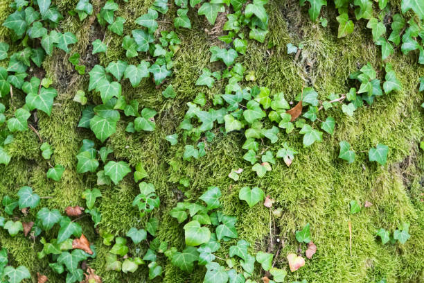 istock Common ivy close-up, green background 1292784224