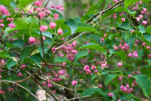 istock Forest shrub with pink flowers in the forest 1292784225