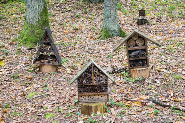 istock An insect house stands on a tree trunk in the forest 1292784460