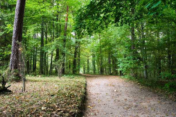 istock View of a beautiful autumn forest 1292784494