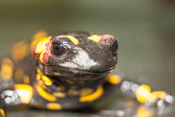 Front view of a tiger salamander, isolated on a white background.