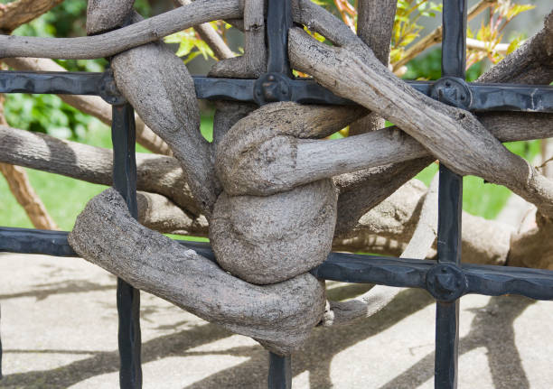 A surrounding vine plant grows around and between an iron fence. Closeup of twisted tree branches entwined with iron railings