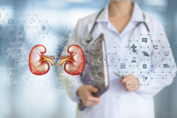 istock Kidney and doctor stands on blurred background. 1292785526