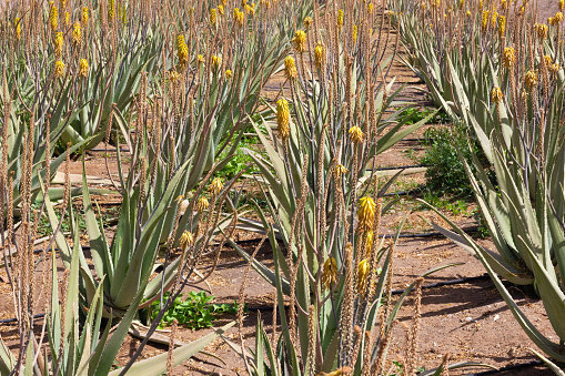 Lines of green aloe vera plantation with yellow flowers at eco farm on sunny day. Natural medicine alternative, beauty, health care organic product concepts