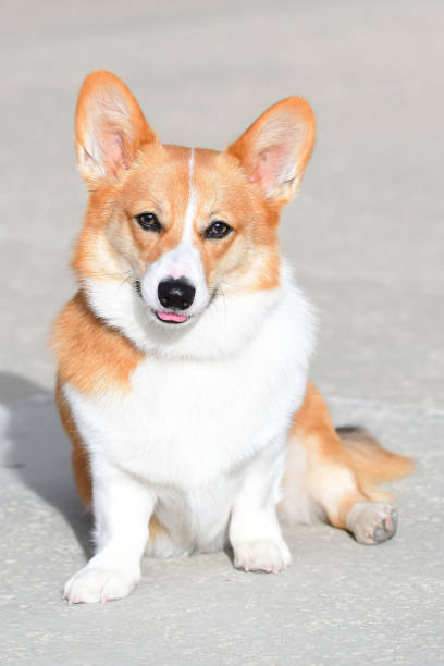 istock Young Welsh Pembroke Corgi 1292786566