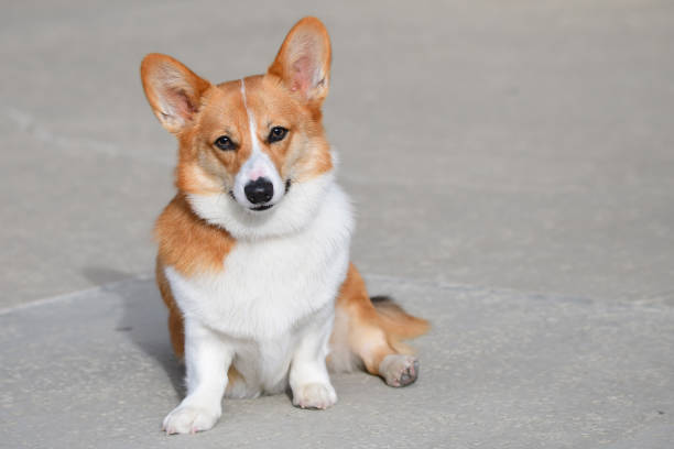 istock Young Welsh Pembroke Corgi 1292786571