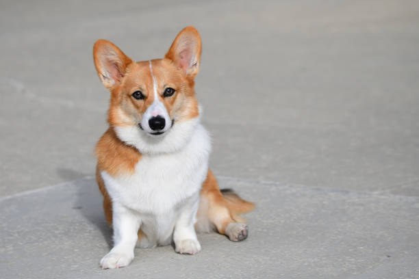 istock Young Welsh Pembroke Corgi 1292786573