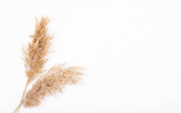 istock dry ears of shrubby grass isolated on a white background 1292787593