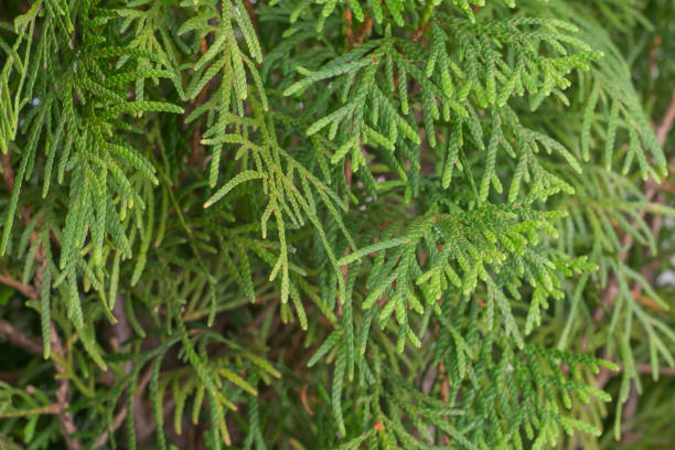 istock Close-up view of the green thuja branches 1292789007