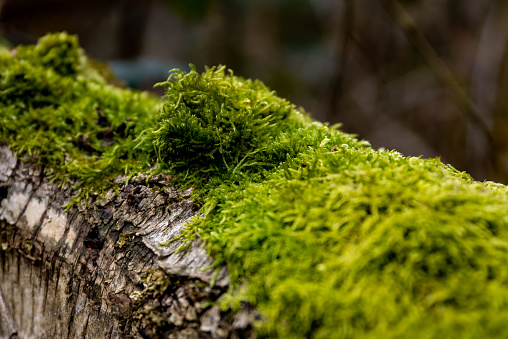 Fresh green moss on an old lying tree trunk, shallow depth of field, selective focus, Germany