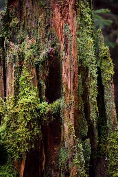 istock In the forest there is an old rotten tree stump overgrown with moss, in portrait format 1292790119