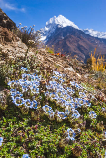 istock Flowers in the Himalayan mountains, Nepal 1292792534