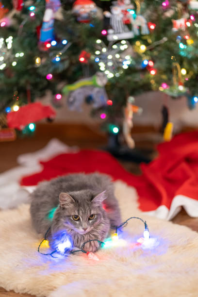 istock Grey kitten sits with a string of multi colored Christmas lights 1292793769