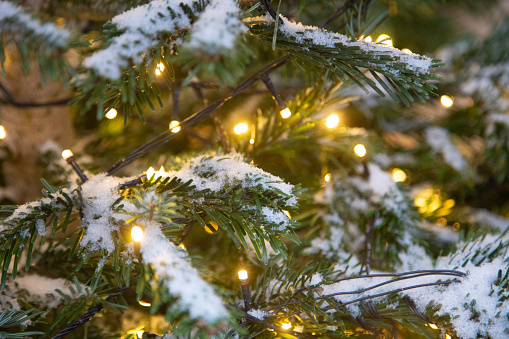 Fir tree with christmas lights