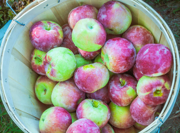 mcintosh apple basket - macintosh apple imagens e fotografias de stock