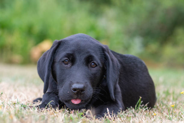 istock Black Labrador puppy 1292798116