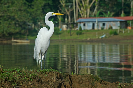 This species was captured in the Caño Negro reserve