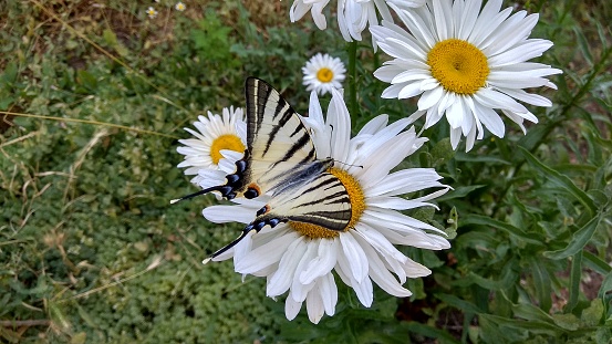 Triangular Swallowtail Scarce Swallowtail Having Triangular White Wings With Black Tiger ...