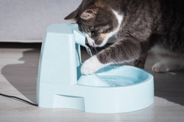 istock Cat plays with water dispenser or fountain. Pet thirst. Dehydration in a cat. 1292802135