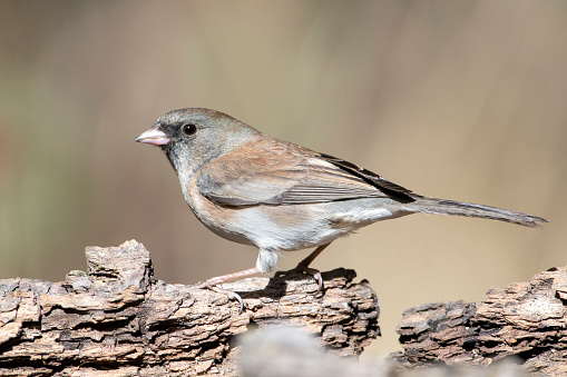 A male Dark-eyed Junco (Junco hymenalis) in San Bernardino County of southern California. This species has a very complex taxonomy and was once consigned to six separate species depending on color and location, but the forms interbreed extensively.  There are considered to be the Slate-colored, White-winged, Oregon, Pink-sided, Gray-headed, Red-backed, and Guadalupe Groups. The various groups are permanent residents across southern Canada and most of the United States.  They breed as far north as Alaska and northern Canada and winter to northern Mexico.