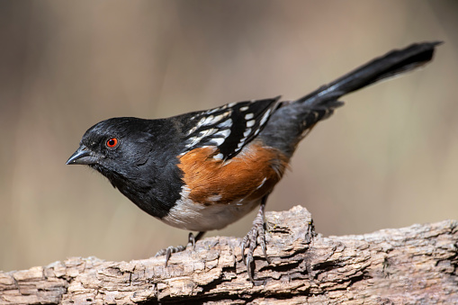 A male Spotted Towhee (Pipilo maculatus) in San Bernardino County of southern California.  This large member of the sparrow family is a permanent resident from southern British Columbia, along the west coast of the United States, to northern Baja California. It breeds eastward into the Prairie Provinces and northern Prairie States and winters southward through Texas into northern Mexico.
