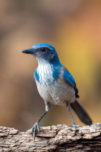 istock Western Scrub Jay with a Fall Colors Background Looking Right 1292803773