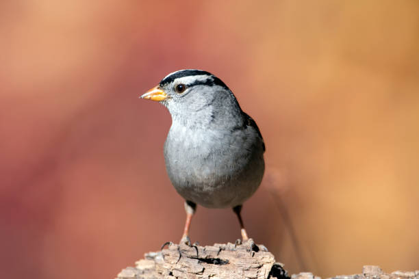 istock White-crowned Sparrow with a Fall Colors Background Looking Right 1292803985