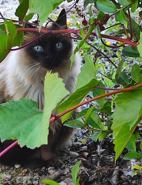 istock Cute and big cat, Gato grande 1292804128