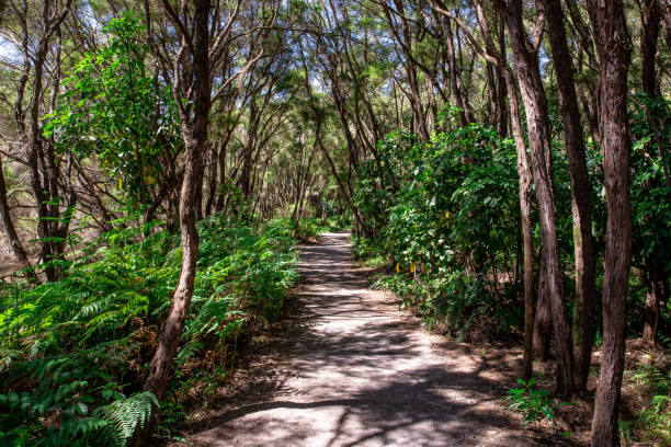 istock Hiking Trail in Rotorua 1292807327
