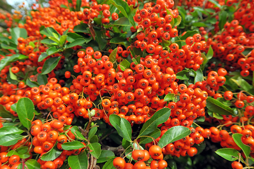 Rowan branch with a bunch of red ripe berries. Selective focus