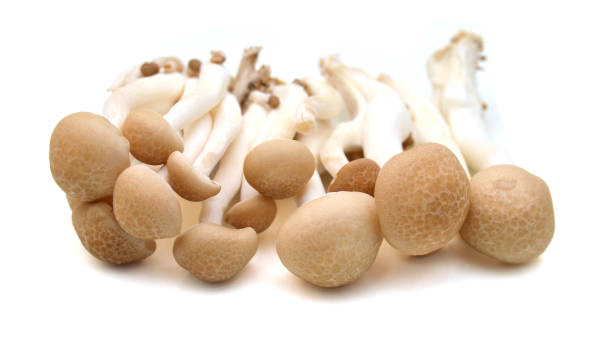 istock Shimeji mushrooms brown varieties isolated on white background 1292808591