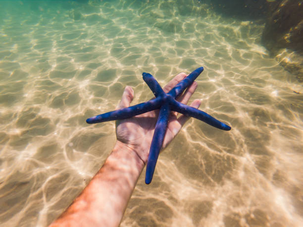 istock Blue Starfish in the hands under water 1292813385