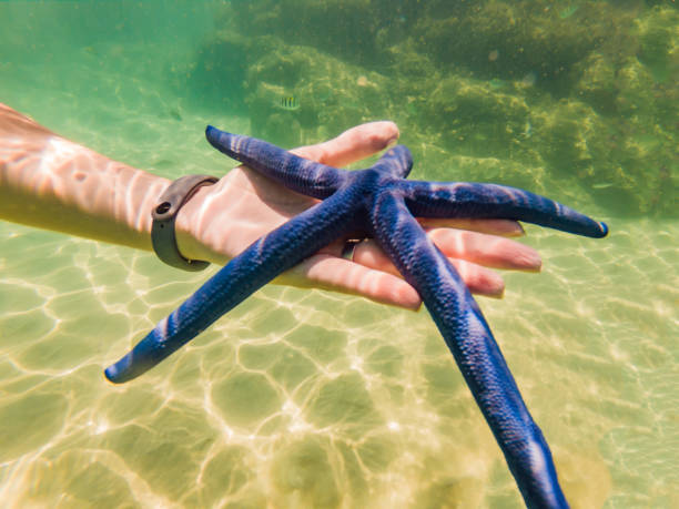 istock Blue Starfish in the hands under water 1292813387