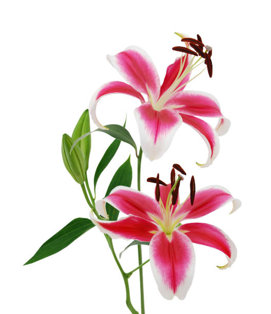 istock beautiful pink lily, isolated on white 1292813512