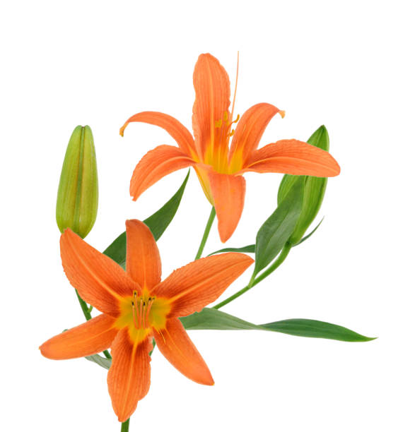 istock beautiful pink lily, isolated on white 1292813515