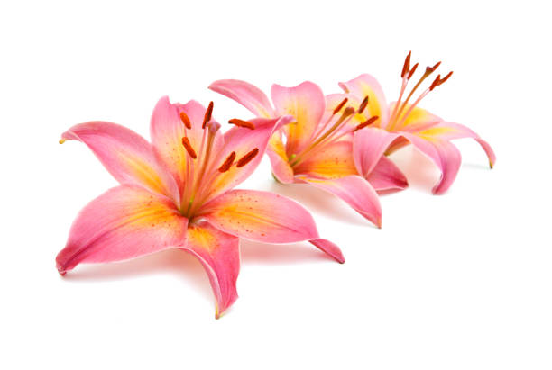 istock beautiful pink lily, isolated on white 1292813529