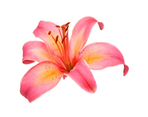 istock beautiful pink lily, isolated on white 1292813540