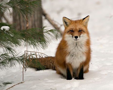 Red fox close-up profile view in the winter season sitting on snow in its environment and habitat with snow background displaying bushy fox tail, fur. Fox Image. Picture. Portrait. Red Fox Stock Photos.