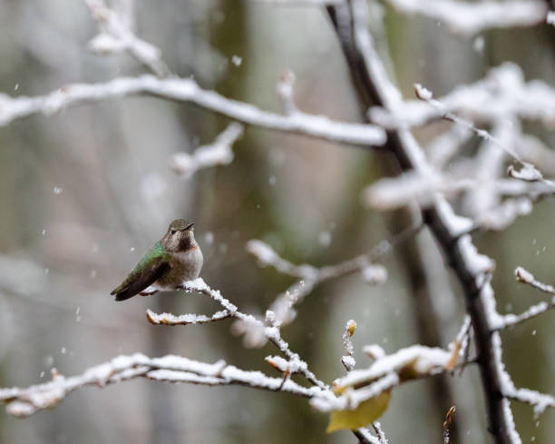 istock Anna's Hummingbird perched on snow covered tree branch 1292816644