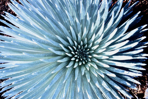 espadas de plata - haleakala silversword fotografías e imágenes de stock