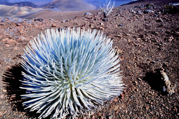 espadas de plata - haleakala silversword fotografías e imágenes de stock