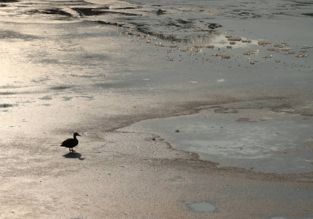a duck on a frozen lake
