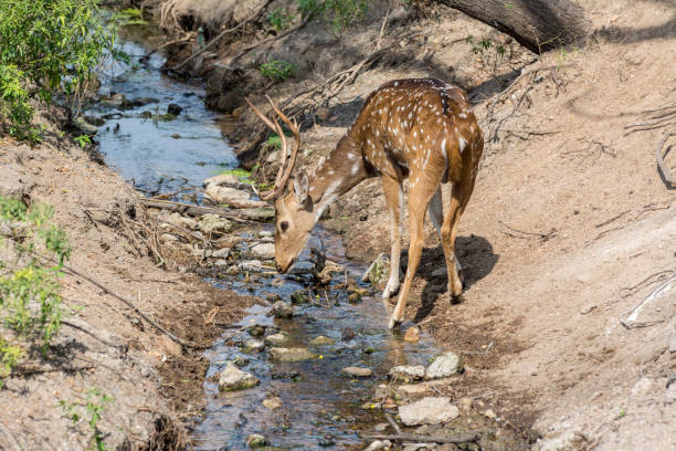 A spotted deer bucks with antler drinking water in the Nehru Zoological Park, Hyderabad, India. stock photo