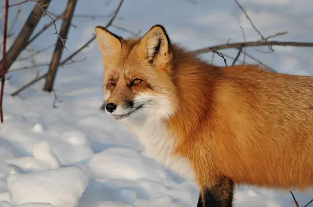 Red fox head shot close-up profile view looking to the left side in the winter season in its environment and habitat with snow background. Fox Image. Picture. Portrait.