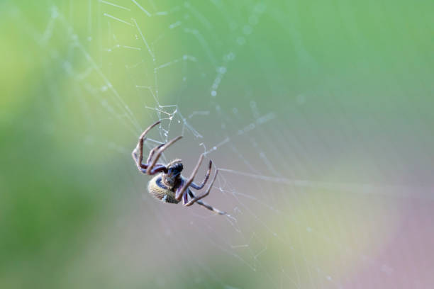 a large brown spider walking around a spider web in a garden in the early morning - white animal eye arachnid australia imagens e fotografias de stock
