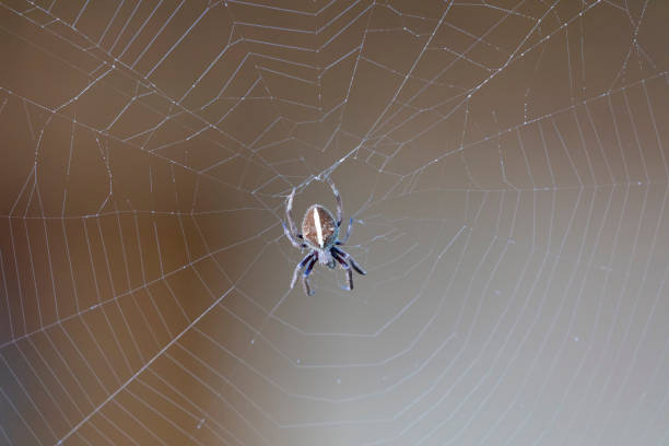 a large brown spider walking around a spider web in a garden in the early morning - white animal eye arachnid australia imagens e fotografias de stock