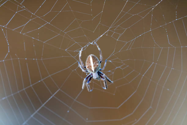 una gran araña marrón caminando alrededor de una tela de araña en un jardín en la mañana temprano - white animal eye arachnid australia fotografías e imágenes de stock