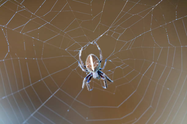 a large brown spider walking around a spider web in a garden in the early morning - white animal eye arachnid australia imagens e fotografias de stock