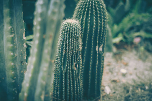 istock Closeup of spines on cactus, background or texture 1292822175